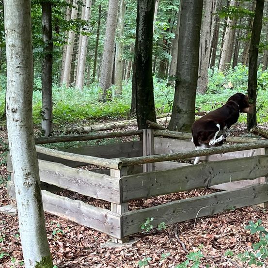 Bild enthält, Grove, Land, Nature, Outdoors, Tree, Vegetation, Woodland, Rainforest, Grass, Canine