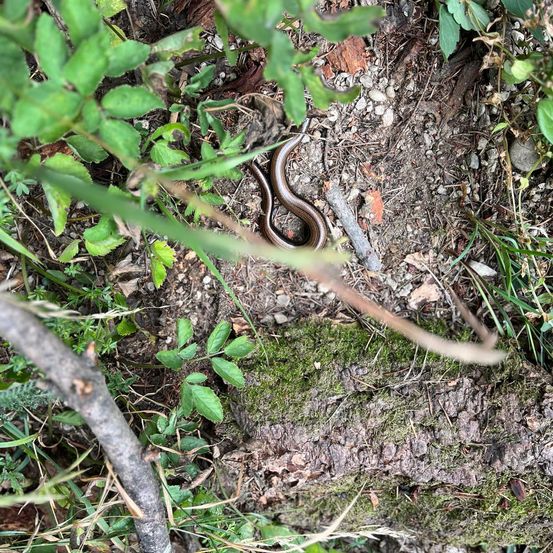 Bild enthält, Soil, Plant, Vegetation, Animal