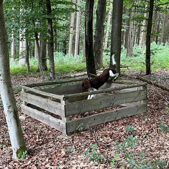 Bild enthält, Grove, Land, Nature, Outdoors, Tree, Vegetation, Woodland, Kangaroo, Grass, Park