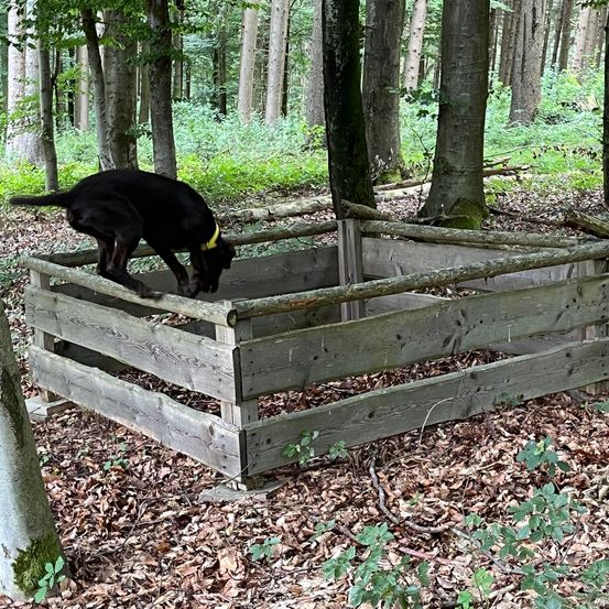 Bild enthält, Animal, Canine, Dog, Mammal, Pet, Dog Bed, Outdoors