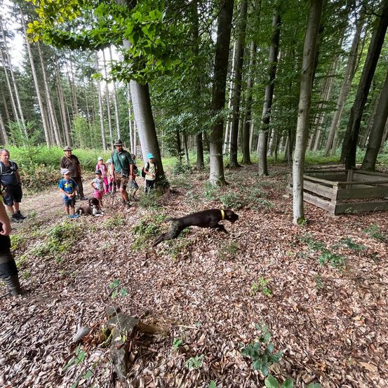 Bild enthält, Grove, Land, Tree, Vegetation, Woodland, Jungle, Path, Trail, Park, Wilderness