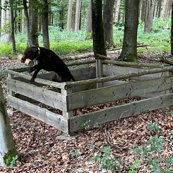 Bild enthält, Animal, Canine, Dog, Mammal, Pet, Outdoors, Plant, Vegetation