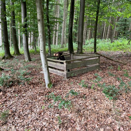 Bild enthält, Grove, Land, Tree, Vegetation, Woodland, Jungle, Path, Trail, Rainforest, Grass