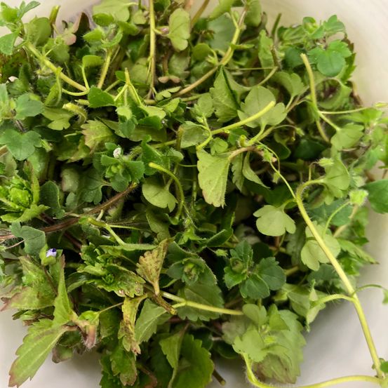 Bild enthält, Plant, Cilantro, Food