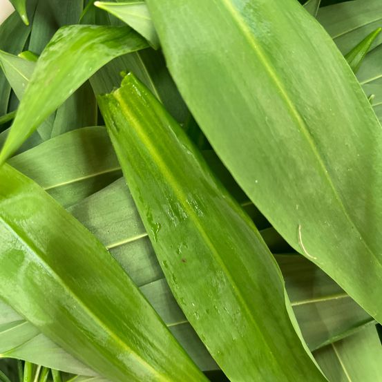 Bild enthält, Leaf, Plant, Food, Produce