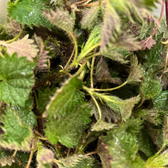 Bild enthält, Herbal, Herbs, Plant, Leaf, Berry, Food, Fruit, Produce, Mint