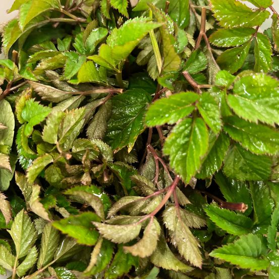 Bild enthält, Leaf, Plant, Herbs, Herbal, Mint, Berry, Food, Fruit, Produce