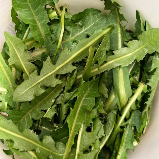 Bild enthält, Plant, Arugula, Food, Leafy Green Vegetable, Produce, Vegetable