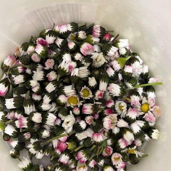 Bild enthält, Flower, Flower Arrangement, Flower Bouquet, Plant, Christmas, Christmas Decorations, Festival