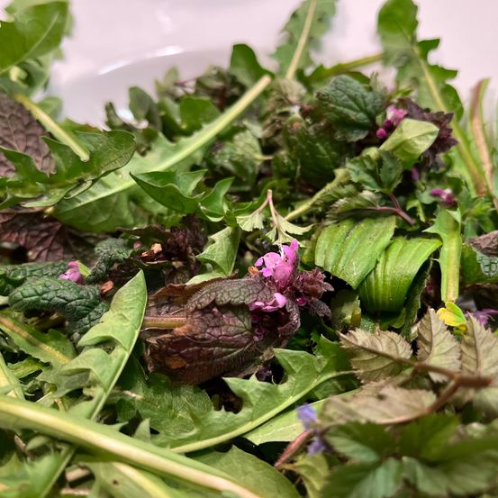 Bild enthält, Leaf, Plant, Arugula, Food, Leafy Green Vegetable, Produce, Vegetable, Herbs