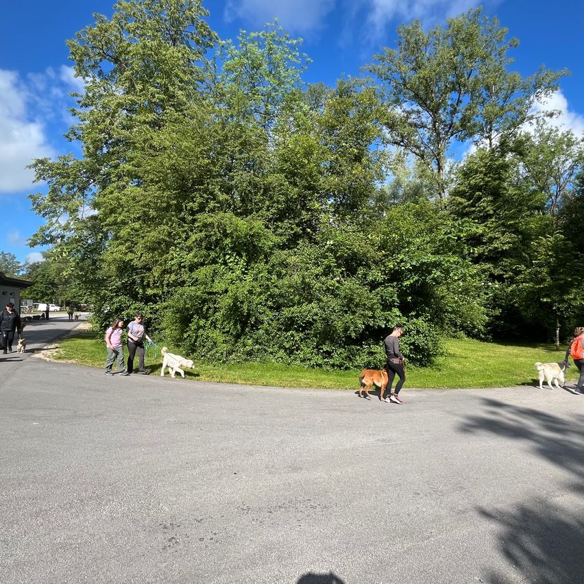 Bild enthält, Person, Walking, Grass, Park, Vegetation, Road, Tree, Tarmac, Shelter, Grove