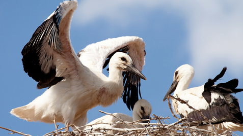 v1_migrated_image_18783701