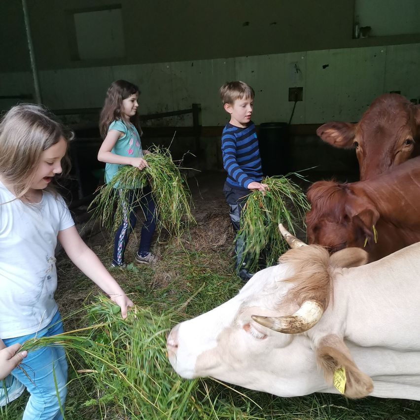 Drei Kinder füttern Kühe mit Heu in einer Scheune. Ein Kind lächelt, während die anderen beiden sich auf das Füttern der Kühe konzentrieren.