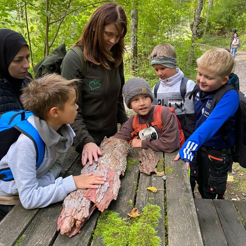 Eine Gruppe von Kindern und zwei Erwachsenen versammelt sich um einen Picknicktisch und untersucht ein großes Stück Rinde. Die Kinder sind neugierig, und die Erwachsenen erklären etwas. Sie befinden sich in einer Waldumgebung.