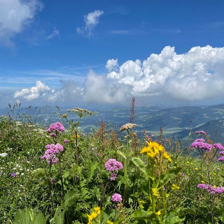 Eine Berglandschaft mit üppiger Vegetation und einer Vielzahl bunter Blumen unter einem blauen Himmel mit verstreuten Wolken.