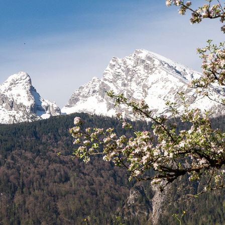 Eine landschaftliche Ansicht von verschneiten Bergen mit blauem Himmel, Bäumen und einem blühenden Baum im Vordergrund.