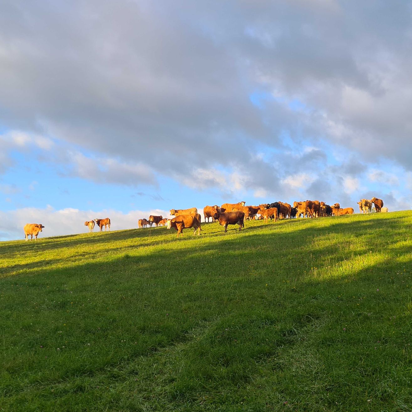 Bild enthält, Countryside, Field, Nature, Outdoors, Pasture, Grassland, Ranch, Sky, Cow, Horizon