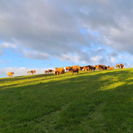 Bild enthält, Countryside, Field, Nature, Outdoors, Pasture, Grassland, Ranch, Sky, Cow, Horizon