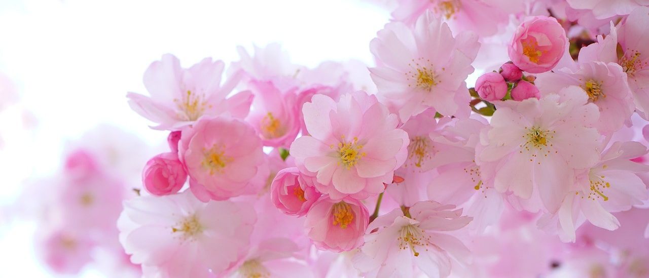 Ein Nahaufnahme von zarten rosa Kirschblüten in voller Blüte, mit sanften Blütenblättern und goldenen Zentren, vor einem leicht verschwommenen Hintergrund.