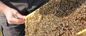 A beekeeper is examining a section of a beehive, showing a large number of bees working on honey combs.