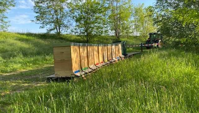 Bild enthält, Grass, Apiary, Backyard, Nature, Outdoors, Yard, Bulldozer, Vegetation