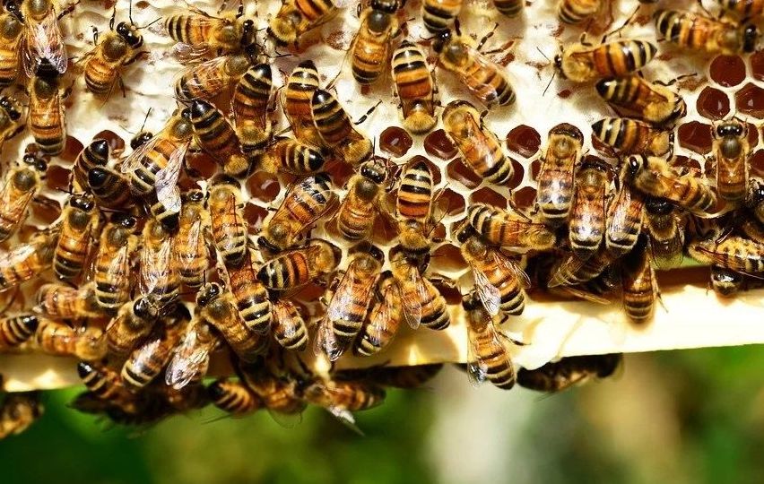 v1_migrated_image_62037457