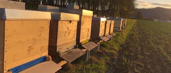 Mehrere hölzerne Bienenstöcke stehen in einer Reihe auf einem Feld bei Sonnenuntergang.