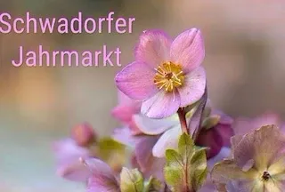 Ein Nahaufnahme einer rosa Blume mit einem gelben Zentrum, umgeben von anderen Blumen, und der Text 'Schwadorfer Jahrmarkt' auf einem unscharfen Hintergrund.