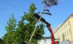 Ein roter Kran mit einem langen Stab schneidet Äste von einem hohen Baum, mit Gebäuden und weiteren Bäumen im Hintergrund.