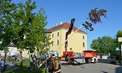 Ein roter Kran mit einer Baumkrone auf der Oberseite steht neben einem gelben Gebäude. Eine Frau steht und hält einen Stock. Es gibt Menschen und Fahrzeuge in der Umgebung.
