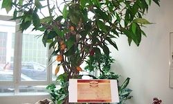 Eine grüne Pflanze mit gelben und orangefarbenen Früchten steht vor einem Fenster. Ein rotes Schild mit Text steht davor.