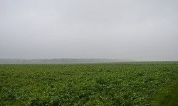 Ein weitläufiges Feld mit grünen Pflanzen erstreckt sich bis zum Horizont unter einem bewölkten Himmel. Das Land sieht gut gepflegt aus, ohne sichtbare Anzeichen von Schäden.