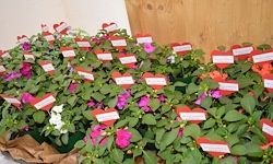 Ein Tisch mit mehreren Topfpflanzen, die mit roten Herzetiketten verziert sind. Die Blumen haben verschiedene Farben, darunter weiß, pink und rot.