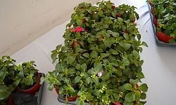 Eine Sammlung von Topfpflanzen mit grünen Blättern und rosa Blüten ist auf einem weißen Tisch an einer weißen Wand angeordnet.