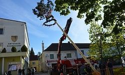 Ein Baum mit einem Kranz wird von einem Kran in einem Stadtplatz gehoben, mit Gebäuden, Menschen und einem Feuerwehrwagen im Hintergrund.