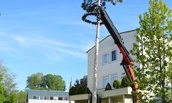 Ein großer Kran hebt einen Weihnachtskranz auf einen hohen Baum vor einem weißen Gebäude mit mehreren Fenstern.