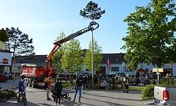Ein Kran hebt einen Baum auf einem Stadtplatz. Leute versammeln sich, einige schauen zu und andere gehen vorbei. Gebäude und geparkte Autos umgeben den Bereich.