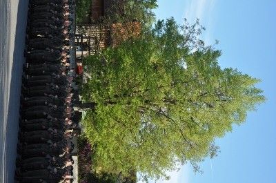 Eine Gruppe von Menschen in schwarzen Uniformen steht in einer Reihe mit einem großen grünen Baum im Vordergrund unter einem klaren blauen Himmel.