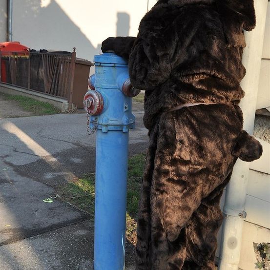 Eine Person in einem braunen Bärenkostüm steht neben einem blauen Feuerhydranten auf dem Bürgersteig.
