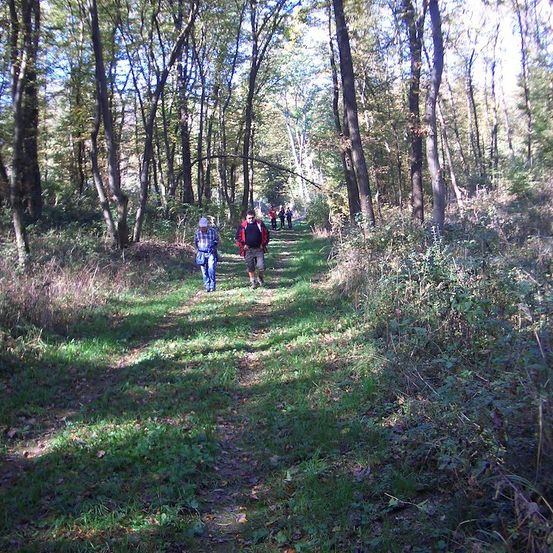 Eine Gruppe von Menschen geht auf einem schmalen Pfad in einem dichten Wald, umgeben von hohen Bäumen und Grün.
