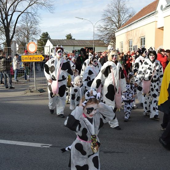 Eine Gruppe von Menschen in Kuhkostümen läuft in einer Parade. Die Kostüme sind schwarz und weiß mit Gesichtsbemalung. Es gibt ein gelbes Schild mit dem Wort 'Umleitung' auf der linken Straßenseite.