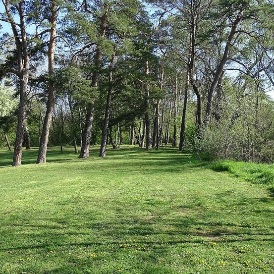 Eine Reihe hoher Bäume mit grünen Blättern grenzt ein breites, grasiges Feld unter einem klaren blauen Himmel ein.