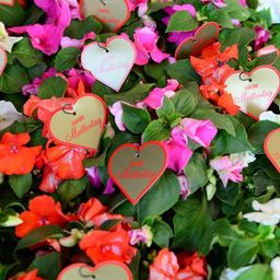 Eine Nahaufnahme einer farbenfrohen Blumenanordnung, jede geschmückt mit einem herzförmigen Schild, das 'zum Muttertag' auf Deutsch steht, feiert Muttertag mit farbenfrohen Blüten.
