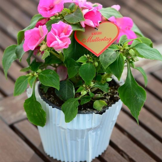 Eine kleine Topfpflanze mit rosa Blüten und grünen Blättern, versehen mit einem herzförmigen Schild, das 'zum Muttertag' auf einer Holzoberfläche steht.