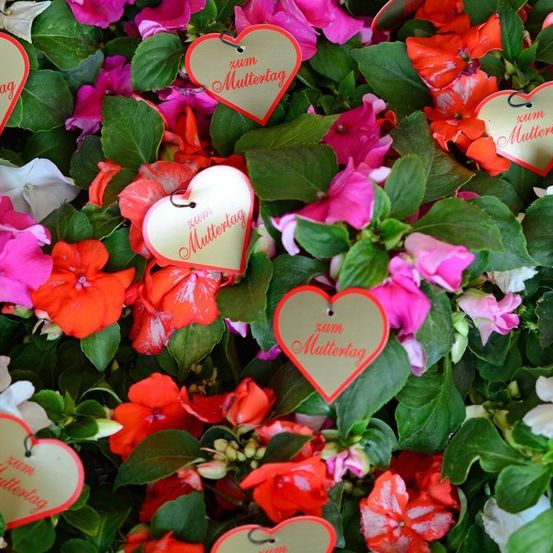 Eine Nahaufnahme einer farbenfrohen Blumenarrangement mit roten, rosa und weißen Blumen, geschmückt mit herzförmigen Etiketten, die 'Zum Muttertag' auf Deutsch lesen, zur Feier des Muttertags.