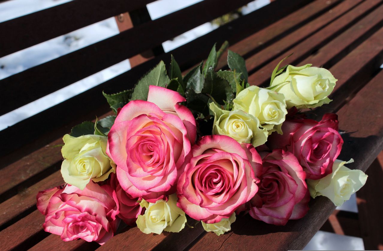 Ein Strauß aus rosa und gelben Rosen auf einer Holzbank in einer verschneiten Umgebung. Die Rosen haben grüne Blätter.