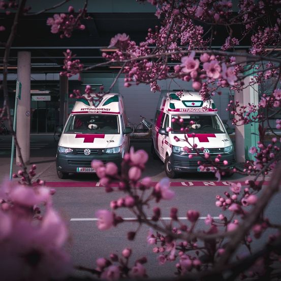 Bild enthält, Flower, Plant, Moving Van, Transportation, Van, Vehicle