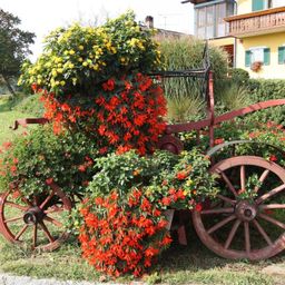 Bild enthält, Vegetation, Villa, Wheel, Tree, Potted Plant, Nature, Outdoors, Garden, Flower, Wagon