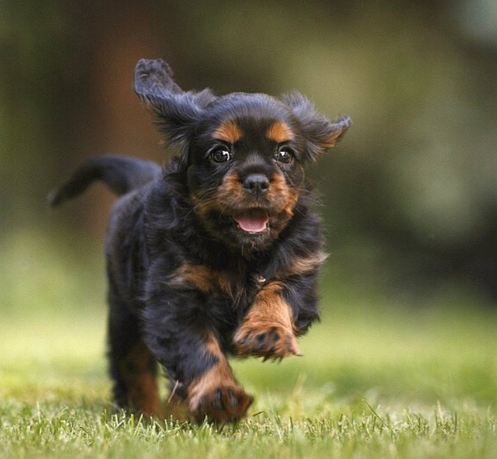 A small black and brown puppy runs on the grassy lawn, its tongue out and ears perked.
