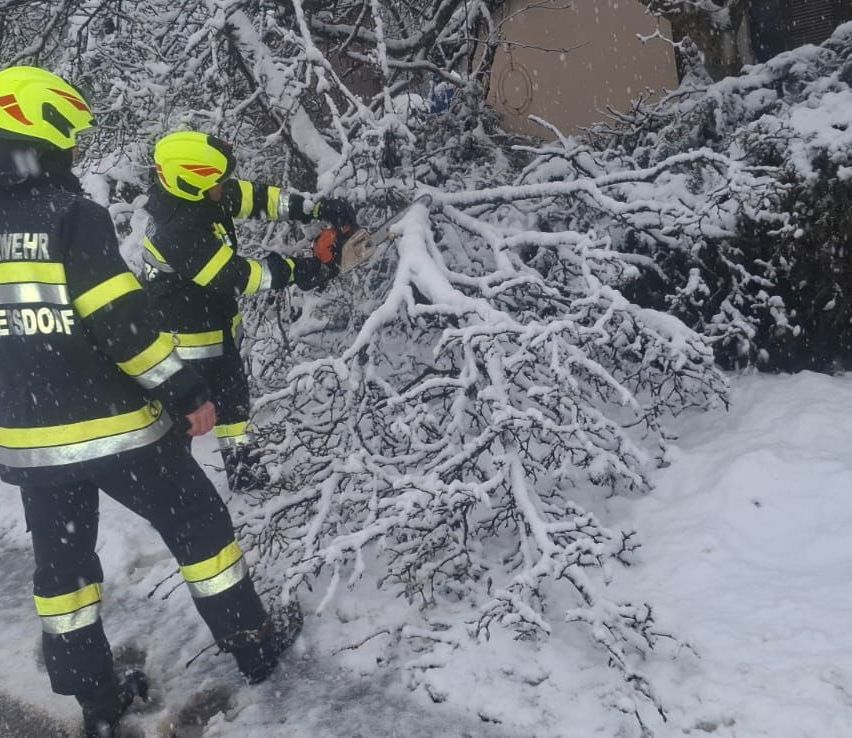 Two firefighters in yellow and black uniforms are cutting branches with a chainsaw. They are standing on a snowy surface.